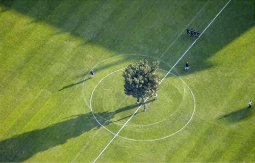 soccertree04.jpg (73 KB)