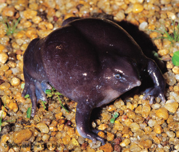 Purple-frog-2.jpg (88 KB)
