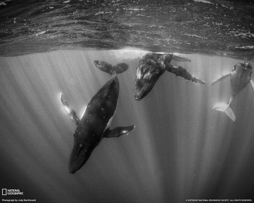 humpback-whales-tahiti-xl.jpg (302 KB)