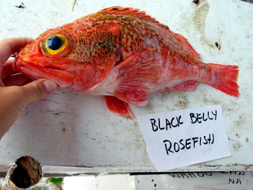 redfish.jpg (970 KB)