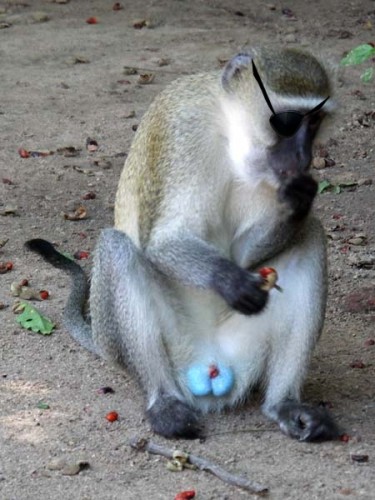 blueballs.jpg (130 KB)