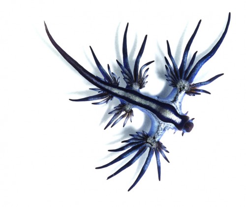 glaucusatlanticus.jpg (68 KB)