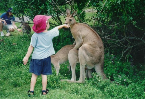kangaroosnack.jpg (96 KB)