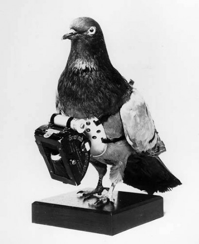 pigeonsoldier.jpg (26 KB)
