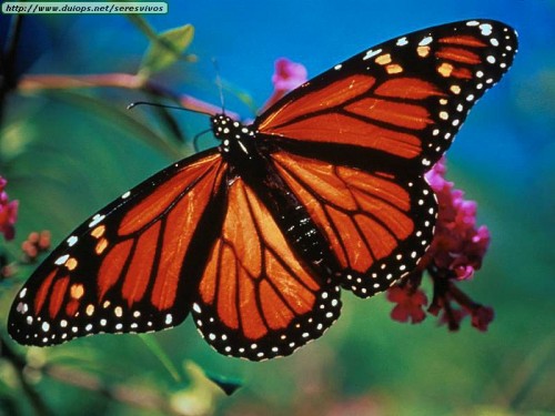 monarch-butterflies.jpg (78 KB)
