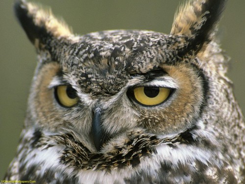 Great-Horned-Owl-1.jpg (398 KB)