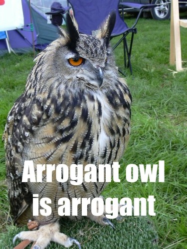 owl_arrogantowl.jpg (178 KB)