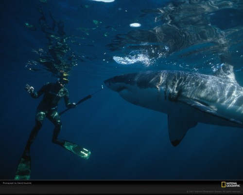 great-white-and-diver-649471-xl.jpg (343 KB)
