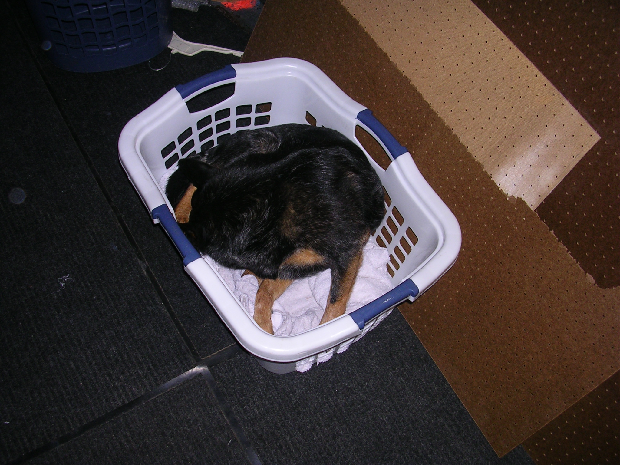 IKEA laundry basket/dog bed. MyConfinedSpace