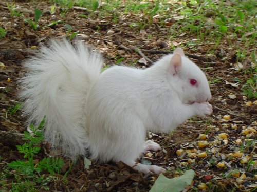 albinosquirrel.jpg (56 KB)